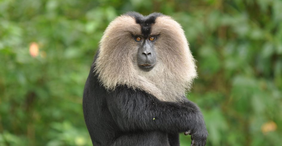 Scientists estimate that just 2,500 mature lion-tailed macaques remain in India's Western Ghats. Here's why.