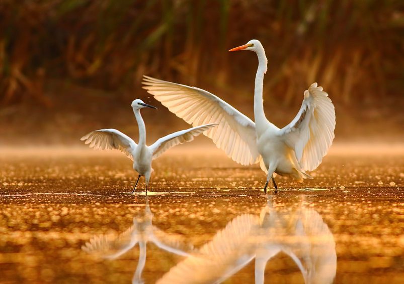 India's birds