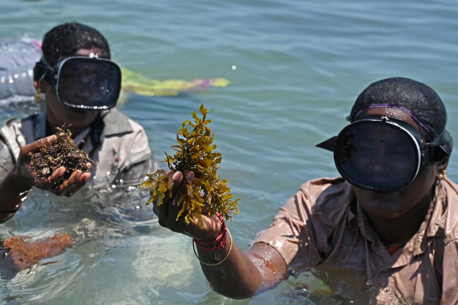 Women show the way as India pushes “Miracle Crop” eco-friendly seaweed: AFP
