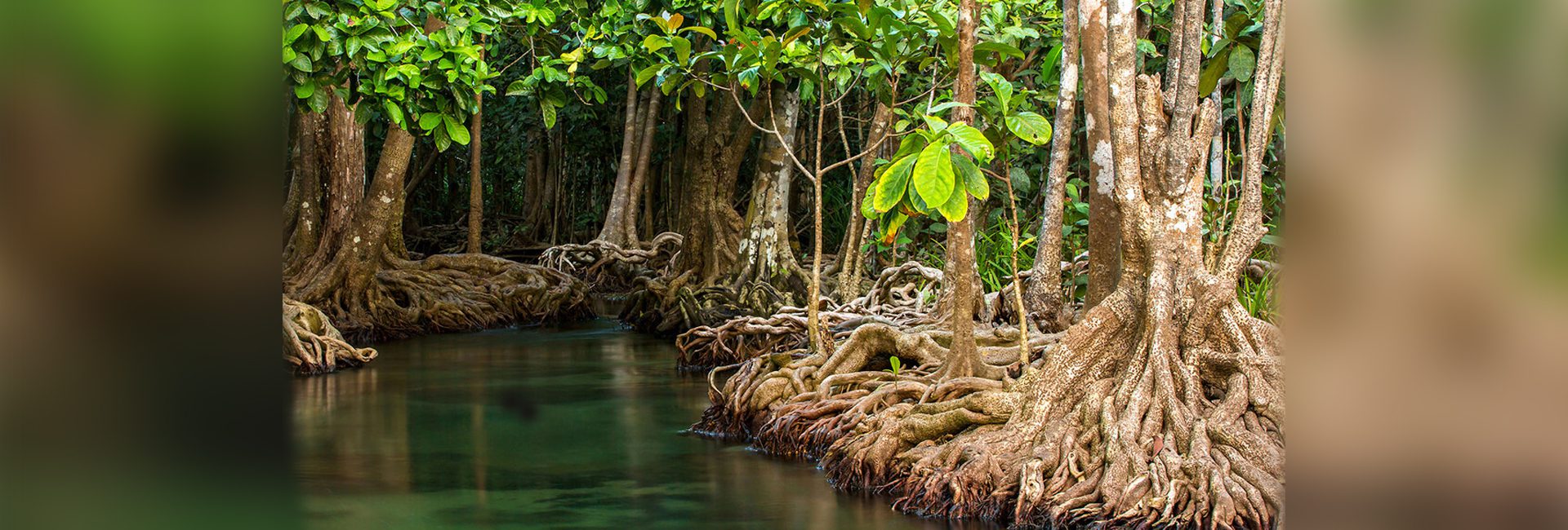 Mangroves