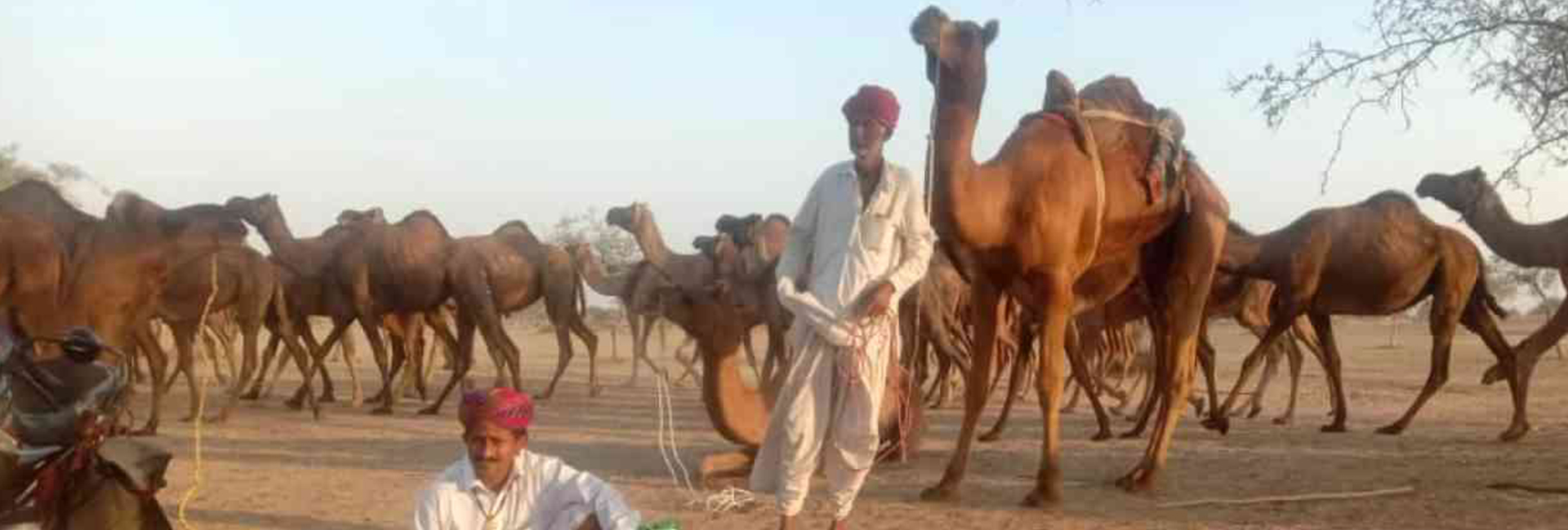 India’s pastoralists, with their deep knowledge of ecosystems, have much to offer conservationists