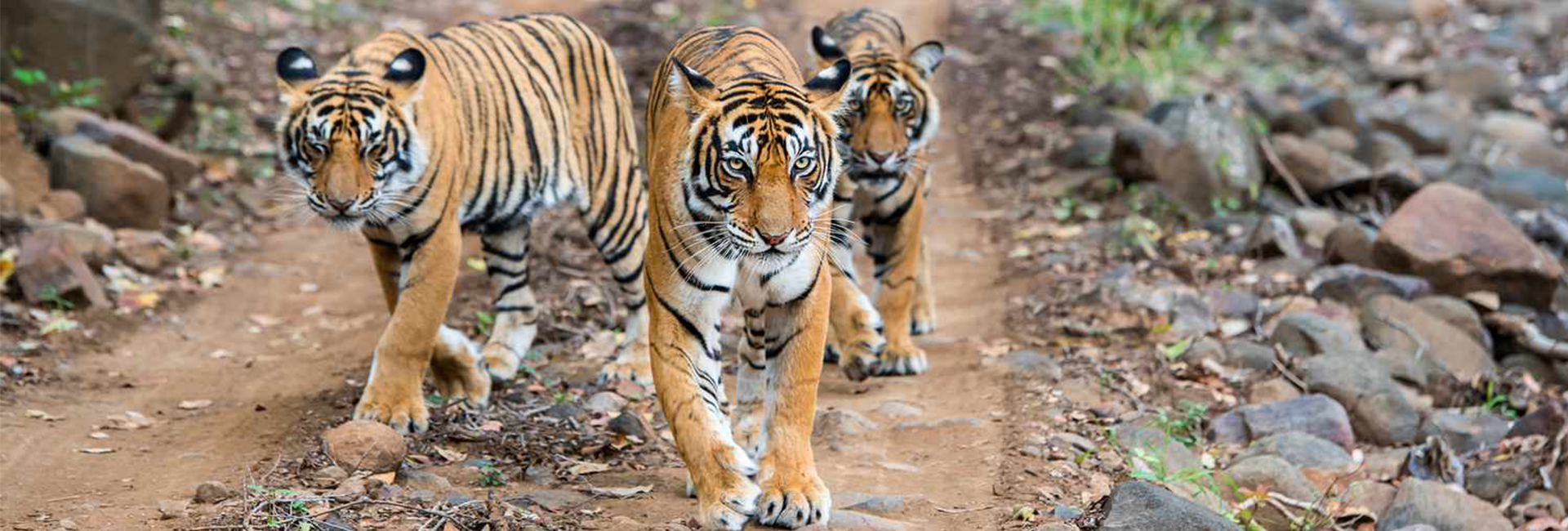 Indian tigers