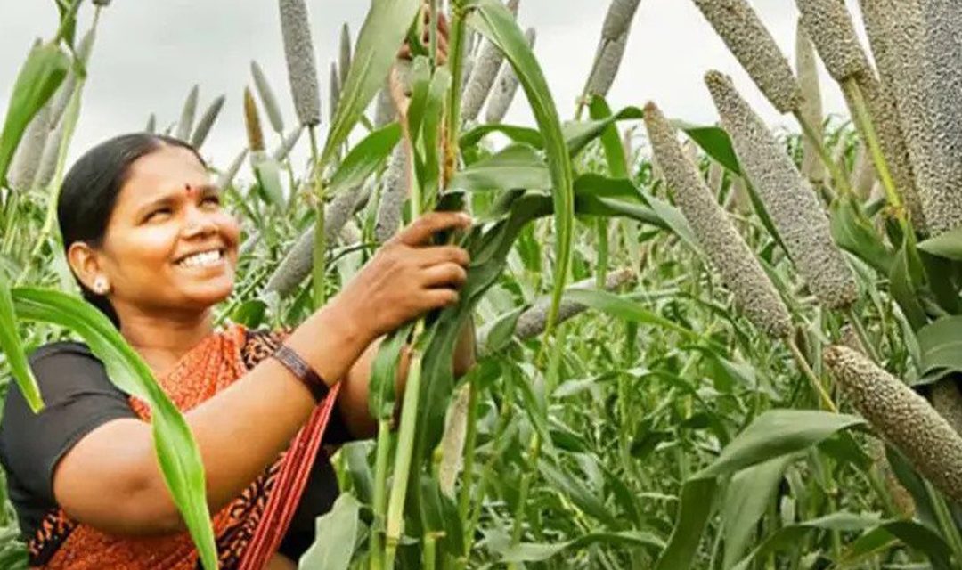 Suman Sahai | It’s time to take millets seriously, to fight climate, food challenges