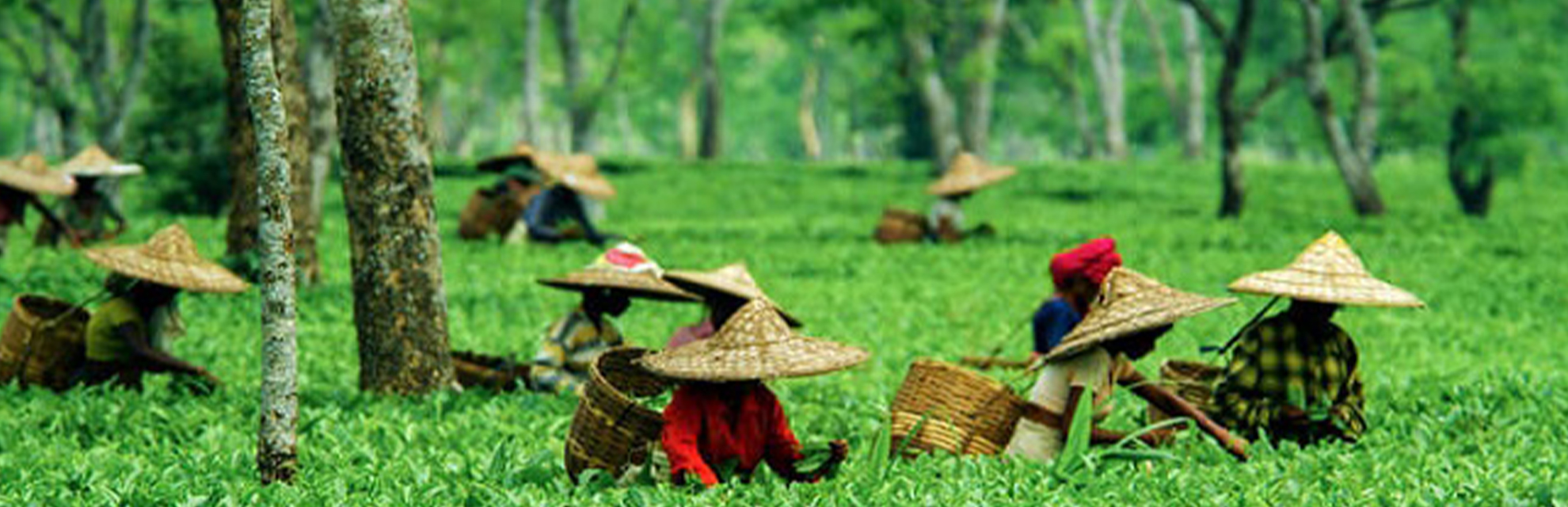 Tea tourism of India | Incredible India