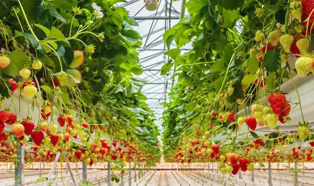 Hydroponics’ coming of age: Tech-enabled ventures with an eye on profits, and investor interest