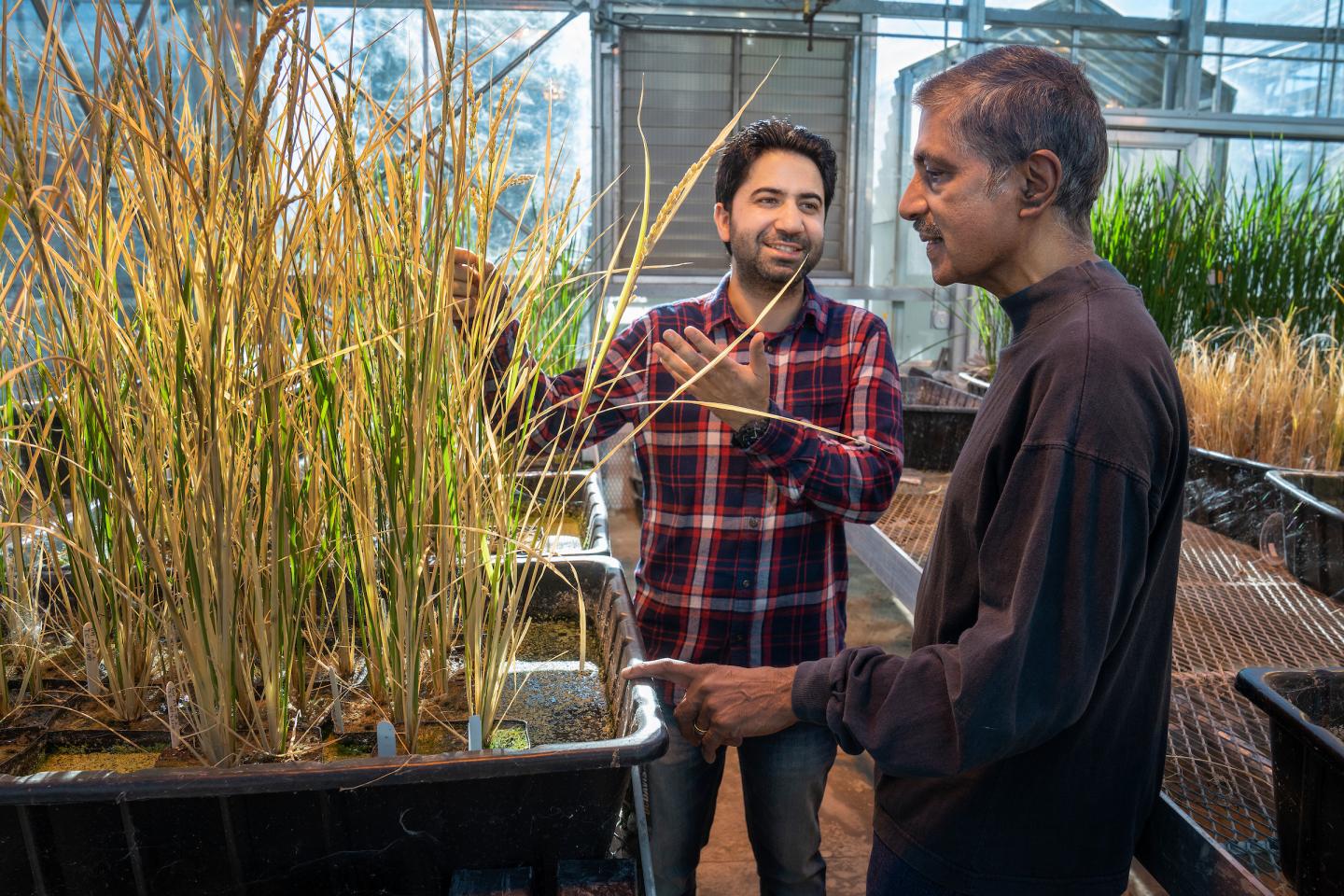 Indian Scientists | Venkatesan Sundaresan | Global Indian 