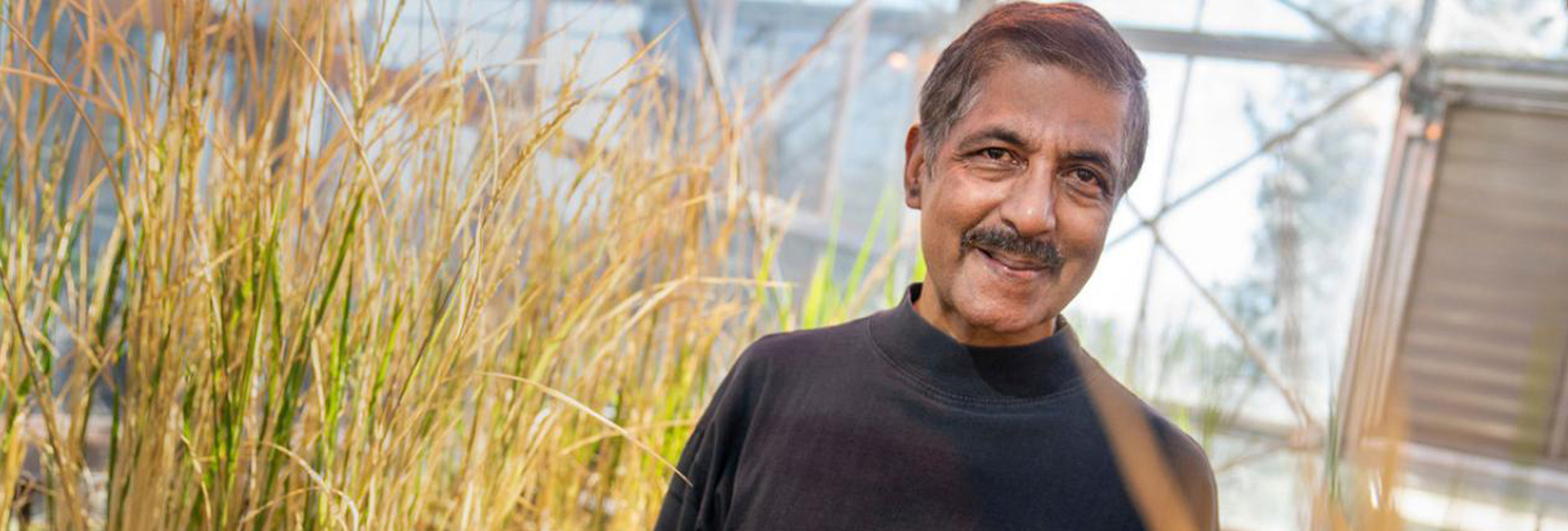 How Venkatesan Sundaresan’s 2024 Wolf Prize-winning agricultural discovery will feed billions