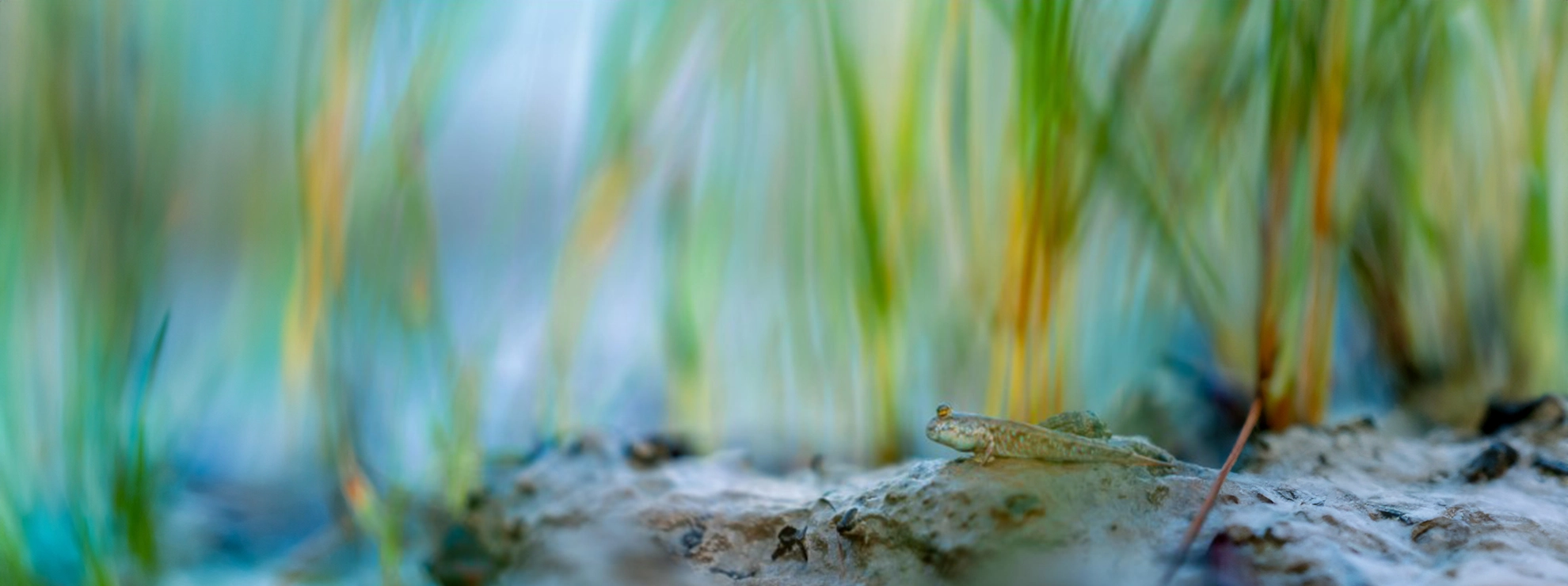 Overall winner Sinking Sundarbans by Supratim Bhattacharjee