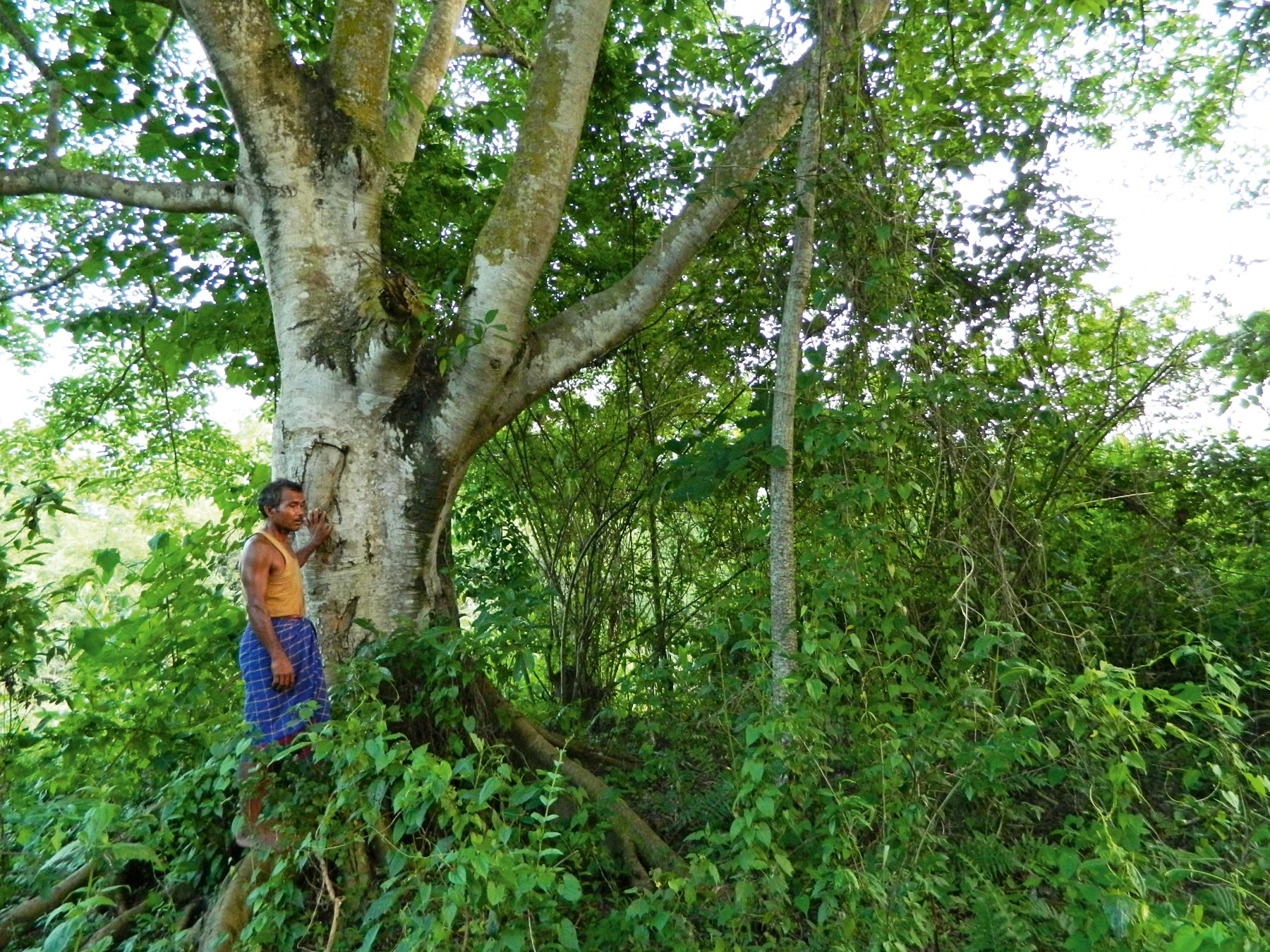 Jadaav Payeng | Molai Forest Reserve | Environmental Activist | Global Indian