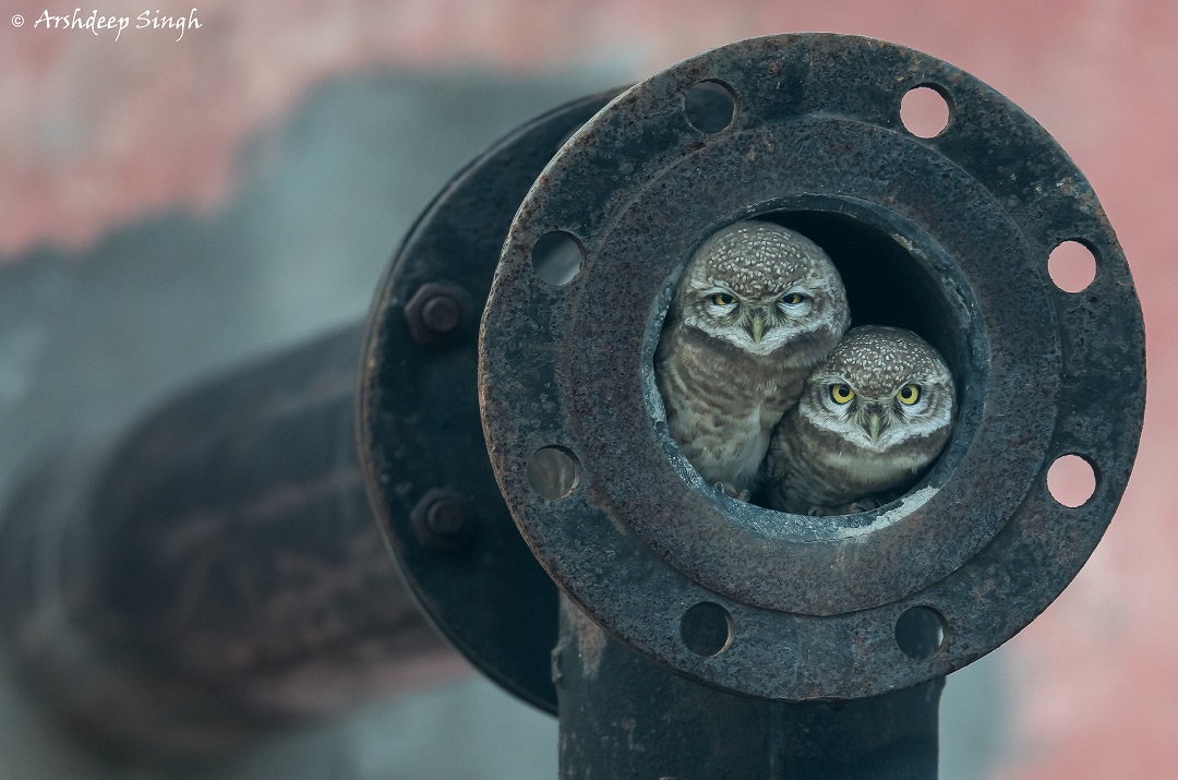 Owl in pipe